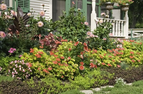 Lush ornamental garden in front of vintage farmhouse.