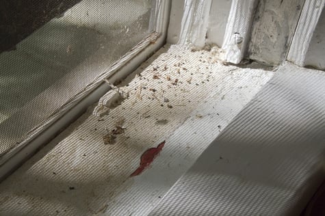 Lead Paint Questions Answered for Massachusetts Homebuyers